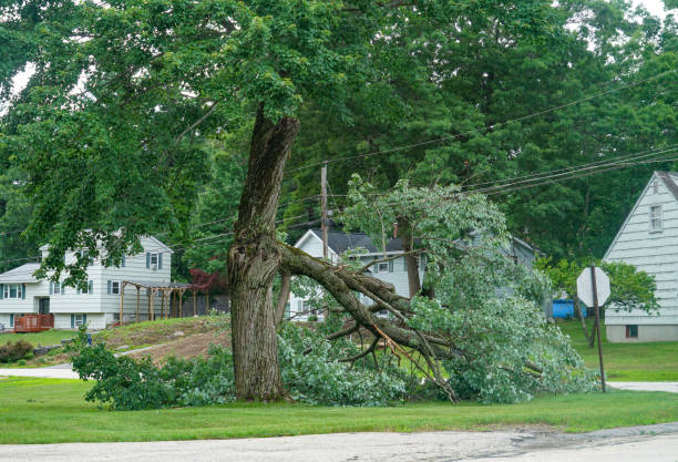 Why Choose Our Tree Removal Services in East Lake, FL?